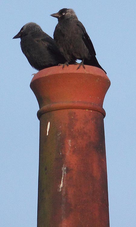 crows chimney sweep
